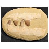 Fossilized Teeth w Jawbone in Matrix