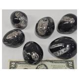 6 Black Fossil Eggs w Orthoceras & Goniatites