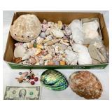 Large Assortment Seashells, Sand Dollars, Sand