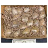 20 Fossilized Coral Specimens