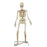Sealed 36" Skelly Skeleton Model