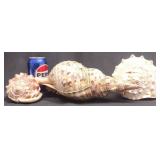 3 Natural Marine Gastropod Seashells