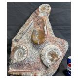 Large Fossil Display w Ammonites & Orthoceras