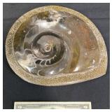 Polished Ammonite Fossil