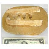 Mosasaur Teeth w Sandstone Matrix, Full Plate
