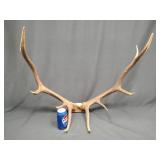 Large Set of Elk Antlers w Skull Cap