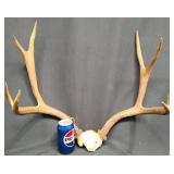 Large Set of Deer Antlers w Skull Plate