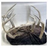Deer Antler Cluster Display on Velvet Base