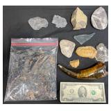 Amateur Archeologist Starter Collection - Fossils+
