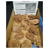 Desert Rose Mineral Specimens