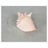 9' long sea shell