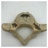 CARVED ANIMAL BONE 13.5"