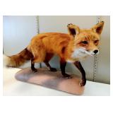Taxidermy Mounted Red Fox