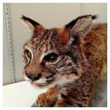 Mounted Taxidermy Bobcat