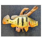 Nice Freshwater Peacock Bass Fish Wall Mount