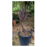 Large Potted Plant 20"