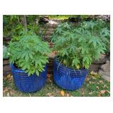 2 Potted Cleomes