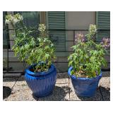 2 Blue Planters w/Cleomes 14" and 17" tall