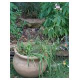 Potted Cleome