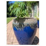 Large Blue Planter w/Cleome