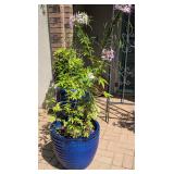 Blue Planter w/Cleome 17"