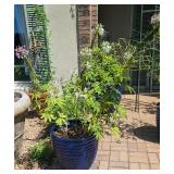 Blue Planter w/Cleome 17 1/2"