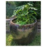 Potted Cleome