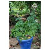 Potted Cleome