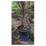 Large Potted Plant 20"