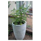 Large White Planter w/Cleome 30"