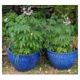 2 Cleomes in Large Planters