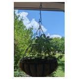 Hanging Planter w/Cleome