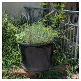 Planter full of Various Plants 16"
