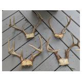 Large Collection of Whitetail Buck Antler Trophies