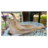 Animal's Jaw Bone