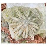 Fossil Embedded in a Rock