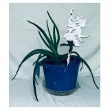 Aloe Vera Plant in Blue Metal Bucket
