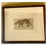 'Felis Onca (The Jaguar)' Print
