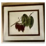 Framed Botanical Print Titled 'The Cacao Tree'