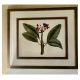 Framed Botanical Print Titled 'The Jasmine Tree'