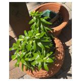 2 Nice Terracotta Flower Pots