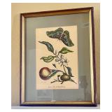 Framed 'Malus Aurantia' Botanical Print