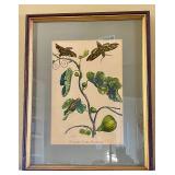 Framed 'Ficus Cum Eruca' Botanical Print