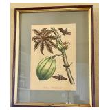 Framed 'Papaia Orientalis' Botanical Print