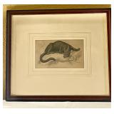 '(The Black Puma) Felis Nigra. Native of America'