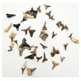 Lot of Small Shark Teeth