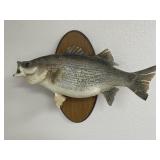 24" Mounted Hybrid Striped Bass