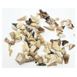 Shark Teeth