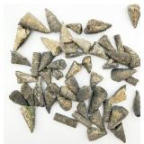Horn Coral Found Washington County AR