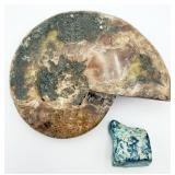 Fossilized Ammonite & Small Turquoise Stone
